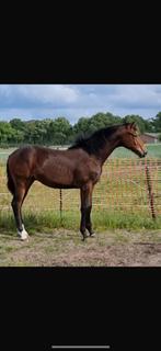Knappe jaarling hengst, Dieren en Toebehoren, Minder dan 160 cm, Gechipt, Dressuurpaard, 0 tot 2 jaar