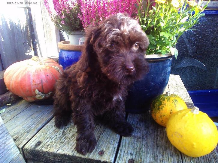 mini labradoodle, Dieren en Toebehoren, Honden | Chihuahua's en Gezelschapshonden, Meerdere dieren, Overige rassen, Particulier