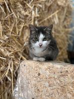 Kittens te koop, Dieren en Toebehoren, Katten en Kittens | Raskatten | Korthaar, Meerdere dieren