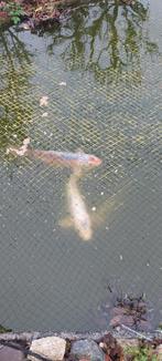 Koi karpers, Dieren en Toebehoren, Vissen | Vijvervissen, Karper of Koi