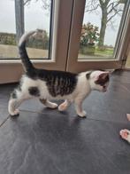 Prachtig bijzonder getekende kittens. Wit zwart cypers, Dieren en Toebehoren, Meerdere dieren