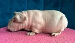 Knap skinny cavia meisje slate, Cavia, Juni, Vrouwelijk, Tam