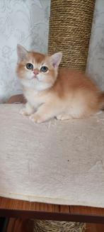 Britse korthaar katertje ( de laatste), Dieren en Toebehoren, Katten en Kittens | Raskatten | Langhaar, Kater