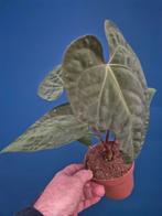 Anthurium papillilaminum x king of spades p12 (1)