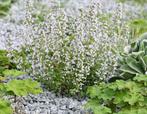 Calamintha Nepeta | Bergmunt | Chemievrij | P9, Overige soorten, Volle zon, Vaste plant, Ophalen of Verzenden