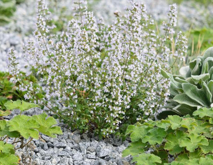 Calamintha Nepeta | Bergmunt | Chemievrij | P9, Tuin en Terras, Planten | Tuinplanten, Vaste plant, Overige soorten, Volle zon