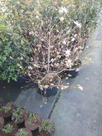 Magnolia diverse soorten, Tuin en Terras, Planten | Tuinplanten, Volle zon, Vaste plant, Lente, Ophalen