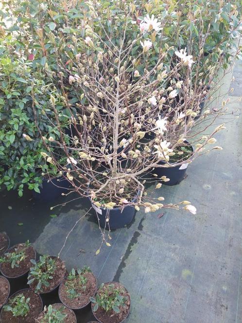 Magnolia diverse soorten, Tuin en Terras, Planten | Tuinplanten, Vaste plant, Overige soorten, Volle zon, Lente, Ophalen