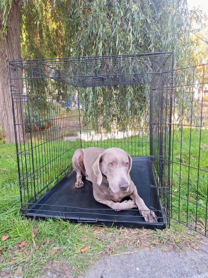 Zwarte Hondenbench mt 1077177, Dieren en Toebehoren, Hondenbenches, Zo goed als nieuw, Ophalen