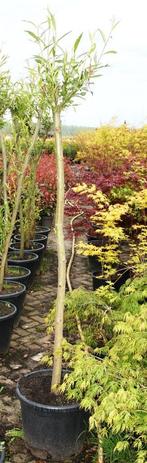 Knotwilg, Tuin en Terras, Planten | Bomen, In pot, Lente, Overige soorten, Volle zon