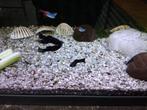 5x Black Molly gratis ophalen, Dieren en Toebehoren, Vis, Zoetwatervis