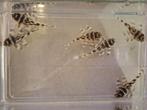 L333 Hypancistrus sp. 4-10cm (Pleco Ceramics line), Dieren en Toebehoren, Vis, Zoetwatervis