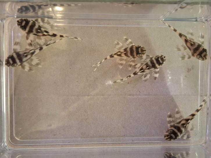 L333 Hypancistrus sp. 4-10cm (Pleco Ceramics line), Dieren en Toebehoren, Vissen | Aquariumvissen, Zoetwatervis, Vis