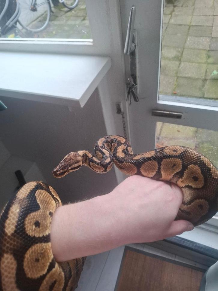 Koningspython (incl. terrarium mogelijk)