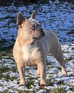 franse bulldog merle  reutje, Dieren en Toebehoren, Honden | Bulldogs, Pinschers en Molossers, CDV (hondenziekte), Bulldog, 8 tot 15 weken