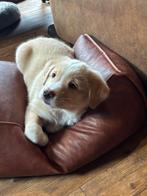 Hele mooie lieve soná  (reu) zoekt een huisje, Reu, 8 tot 15 weken, Eén hond, Middel