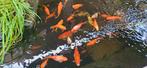 Goudvissen, en 3 kleine koi's, Dieren en Toebehoren, Vissen | Vijvervissen, Goudvis(sen)