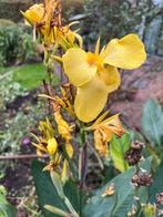 Canna Indica - Geel - +/- 80 cm, Tuin en Terras, Bloembollen en Zaden, Ophalen of Verzenden, Gehele jaar, Volle zon, Knol