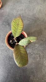 Hoya Gunung Gading, Ophalen of Verzenden, Halfschaduw, Minder dan 100 cm