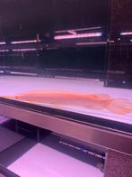 Albino florida gar, Dieren en Toebehoren, Vissen | Aquariumvissen, Vis, Zoetwatervis