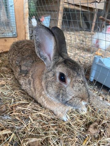 Tam konijntje rammetje beschikbaar voor biedingen