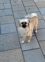 Pekingees x pomperian teefje, Dieren en Toebehoren, Honden | Chihuahua's en Gezelschapshonden, Rabiës (hondsdolheid), Overige rassen
