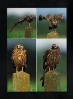 Bellingwolde Grauwe Kiekendief Roofvogel op Paal., Ophalen of Verzenden, 1980 tot heden, Ongelopen, Vogel