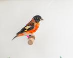 Kapoetsensijs, Dieren en Toebehoren, Vogels | Overige Vogels, Mannelijk, Tropenvogel, Geringd