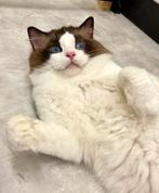 Ragdoll kater | seal bicolor | getest | wordt gecastreerd |, Poes