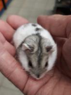 We hebben een nestje dwerghamsters en goudhamsters, Dieren en Toebehoren, Meerdere dieren, Hamster, Na 1 juli 2024, Tam
