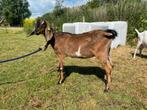 Nubische geit, Dieren en Toebehoren, Schapen, Geiten en Varkens, Vrouwelijk, Geit, 0 tot 2 jaar