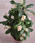 Euphorbia milii - Christusdoorn met witte bloemen, Ophalen, Overige soorten, Halfschaduw, In pot