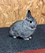 Kleurdwerg Chinchilla Vrouw Jong (dwergkonijn), Vrouwelijk, Dwerg