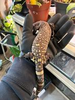 3 Heloderma horridum exasperatum te koop, Dieren en Toebehoren, Reptielen en Amfibieën, Slang, 0 tot 2 jaar