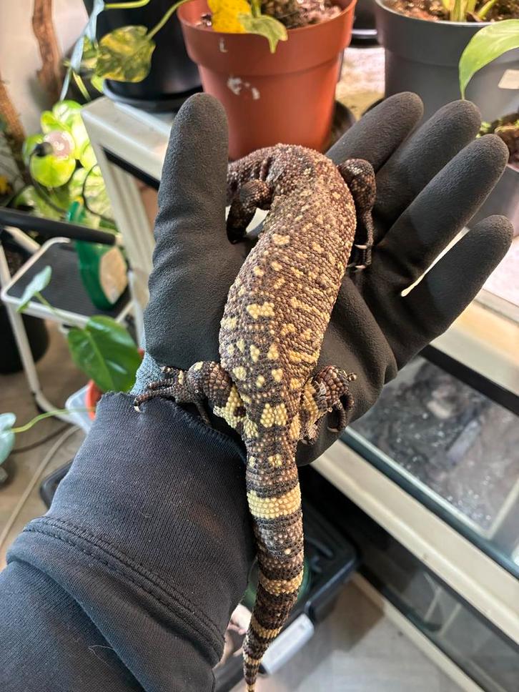 3 Heloderma horridum exasperatum te koop, Dieren en Toebehoren, Reptielen en Amfibieën, Slang, 0 tot 2 jaar