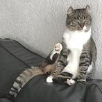 Siberische x Tigrett poes  en een Toyger poes, Dieren en Toebehoren, Katten en Kittens | Raskatten | Korthaar, Poes, Gechipt, 0 tot 2 jaar