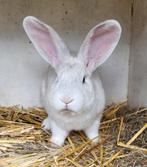 1/2 Vlaamse reus ram