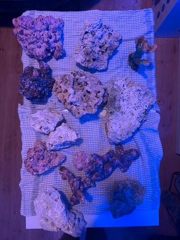 Droog rifsteen – complete partij, schoon en klaar beschikbaar voor biedingen