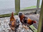 Te koop, 2 wyandotte kriel hanen goudblauw gezoomd, Dieren en Toebehoren, Pluimvee, Mannelijk, Kip