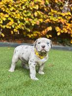 American bully xl Pups, Dieren en Toebehoren, Overige rassen, 8 tot 15 weken, Meerdere, Meerdere dieren