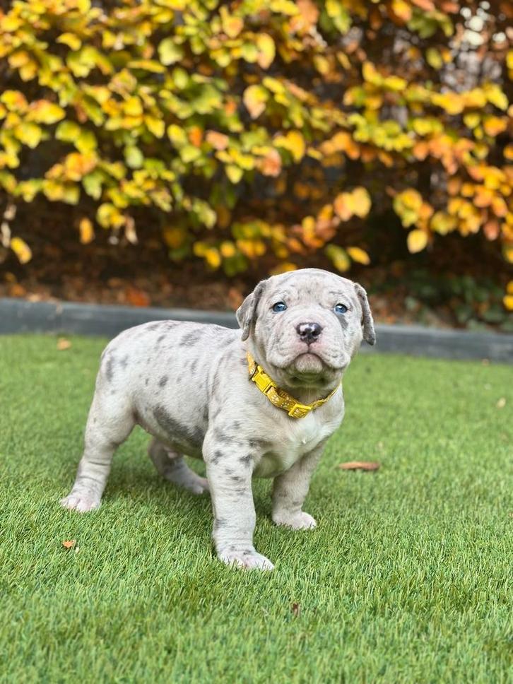 American bully xl Pups, Dieren en Toebehoren, Honden | Bulldogs, Pinschers en Molossers, Meerdere dieren, Overige rassen, Fokker | Hobbymatig