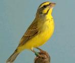 Te koop mozambique sijsjes vast geringd inclusief overdracht, Dieren en Toebehoren, Vogels | Overige Vogels, Meerdere dieren, Geringd
