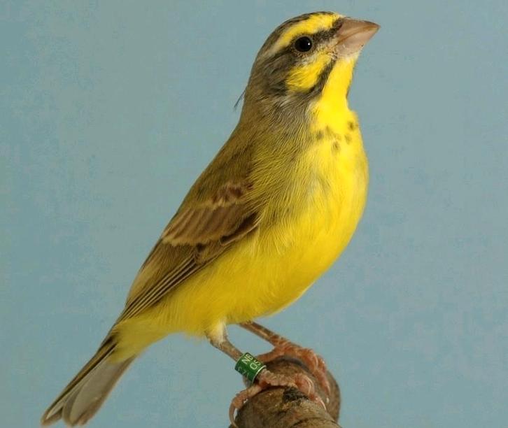 Te koop mozambique sijsjes vast geringd inclusief overdracht, Dieren en Toebehoren, Vogels | Overige Vogels, Meerdere dieren, Geringd