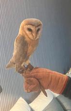 Handtamme kerkuil te koop/ruil, Dieren en Toebehoren, Vogels | Parkieten en Papegaaien, Papegaai