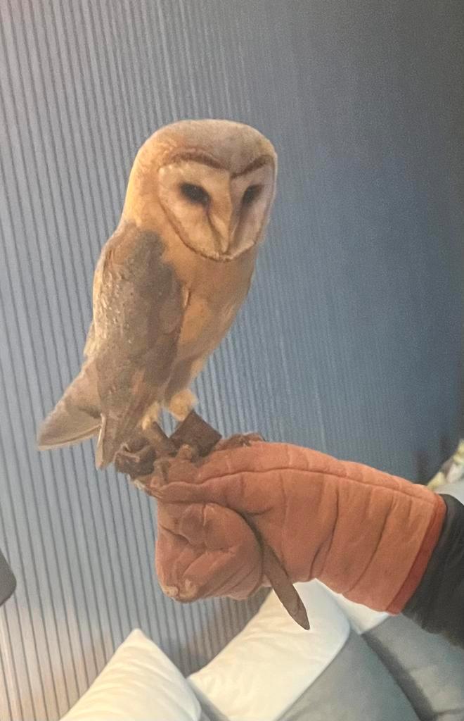 Handtamme kerkuil te koop/ruil, Dieren en Toebehoren, Vogels | Parkieten en Papegaaien, Papegaai