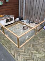 3 teddy dwergkonijntjes, Dieren en Toebehoren, Konijnen, Meerdere dieren, Dwerg, 0 tot 2 jaar