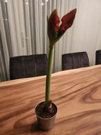 Amaryllis in pot - bijna in bloei!, Ophalen, Zo goed als nieuw, Binnen