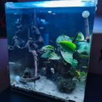 Te koop prachtig Dennerle 60l aquarium compleet met vissen, Dieren en Toebehoren, Vissen | Aquaria en Toebehoren, Ophalen, Gebruikt