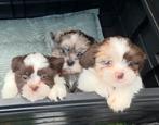 Shih Tzu 4 teefjes, diverse kleuren, Overige rassen, 8 tot 15 weken, Teef, CDV (hondenziekte)