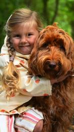 Australian labradoodle pups, Rabiës (hondsdolheid), 8 tot 15 weken, Meerdere dieren, Eén hond
